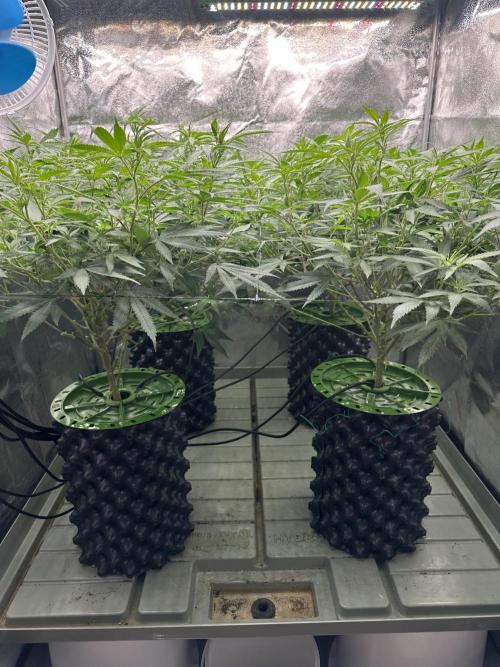 Runtz Muffin 2nd run 1x1. Week 1