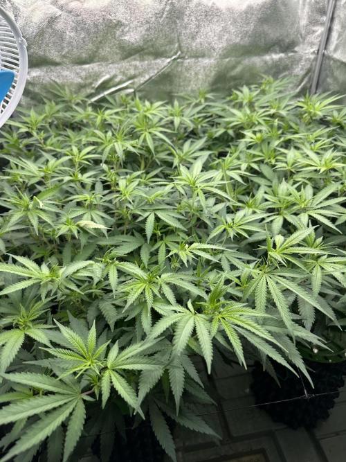 Runtz Muffin 2nd run 1x1. Week 1