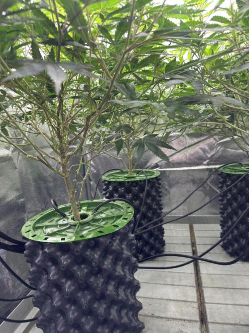 Runtz Muffin 2nd run 1x1. Week 1