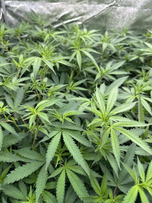 Runtz Muffin 2nd run 1x1. Week 1