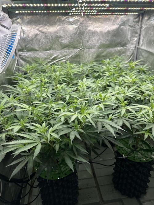 Runtz Muffin 2nd run 1x1. Week 1