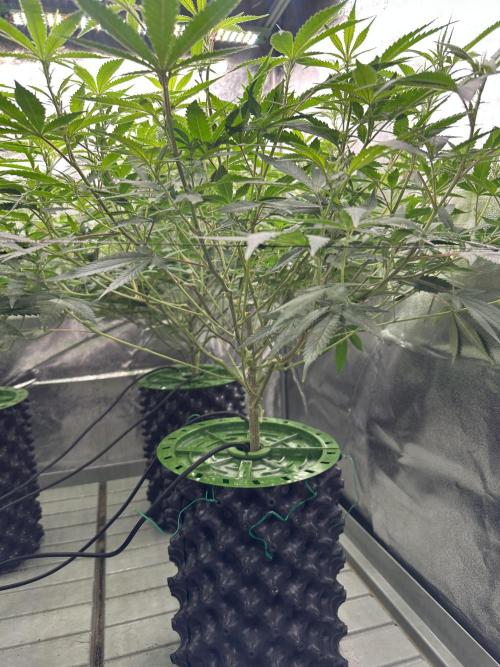 Runtz Muffin 2nd run 1x1. Week 1