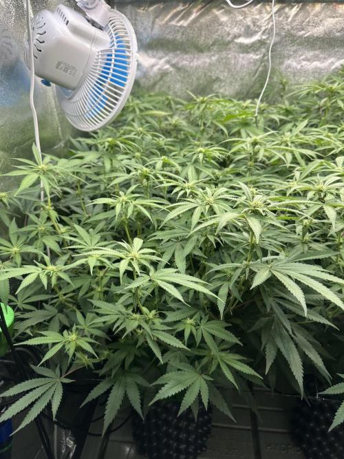 Runtz Muffin 2nd run 1x1. Week 2