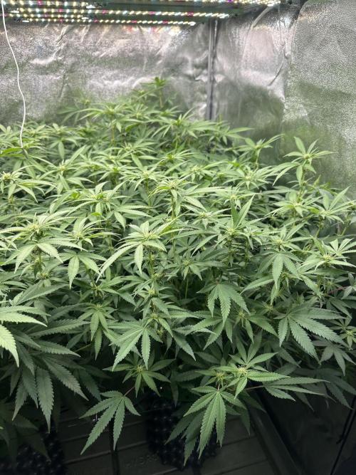 Runtz Muffin 2nd run 1x1. Week 2