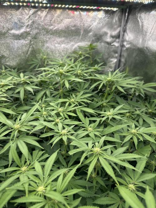 Runtz Muffin 2nd run 1x1. Week 2