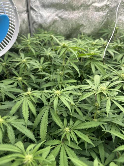 Runtz Muffin 2nd run 1x1. Week 2