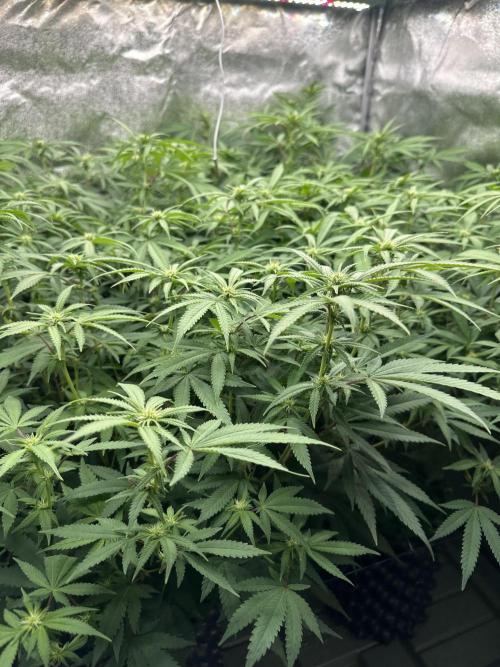 Runtz Muffin 2nd run 1x1. Week 2