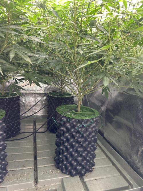 Runtz Muffin 2nd run 1x1. Week 2