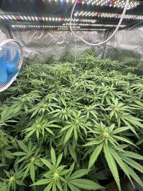 Runtz Muffin 2nd run 1x1. Week 2