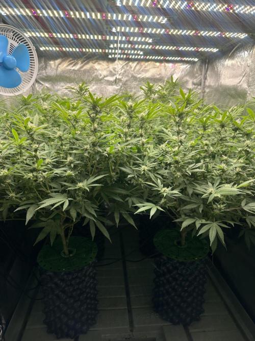 Runtz Muffin 2nd run 1x1. Week 3