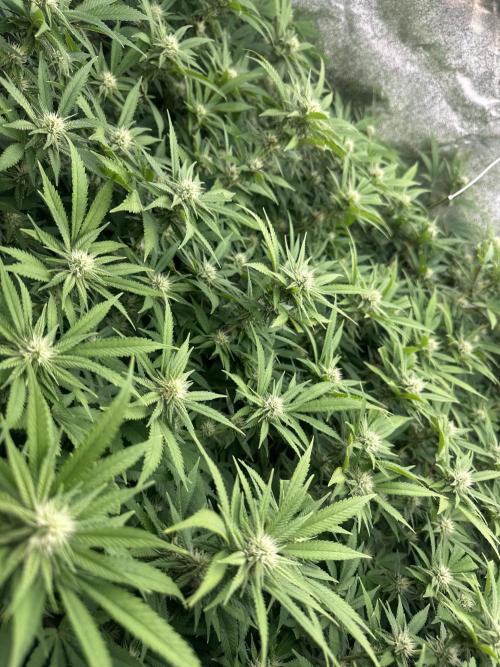 Runtz Muffin 2nd run 1x1. Week 3