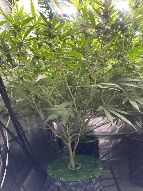 Runtz Muffin 2nd run 1x1. Week 3