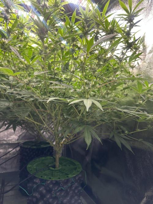 Runtz Muffin 2nd run 1x1. Week 3