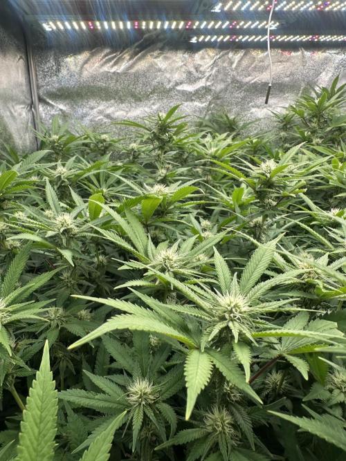 Runtz Muffin 2nd run 1x1. Week 3