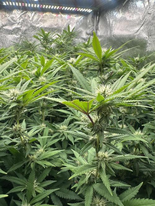 Runtz Muffin 2nd run 1x1. Week 3