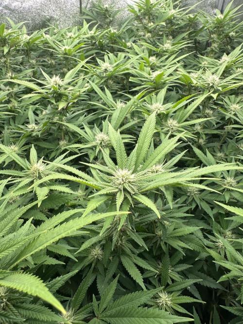 Runtz Muffin 2nd run 1x1. Week 3