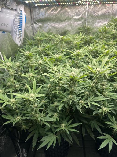 Runtz Muffin 2nd run 1x1. Week 3