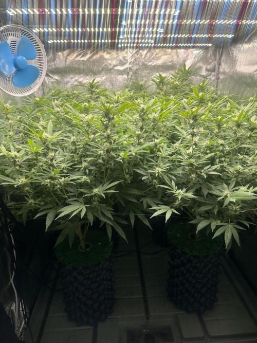 Runtz Muffin 2nd run 1x1. Week 3