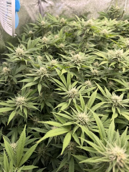 Runtz Muffin 2nd run 1x1. Week 4