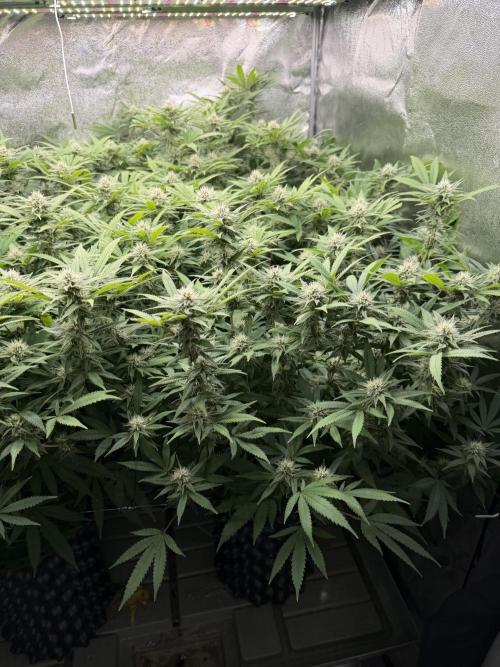 Runtz Muffin 2nd run 1x1. Week 4