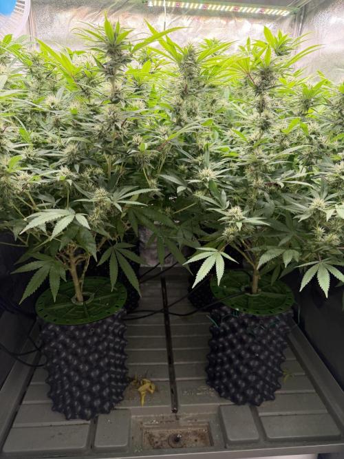 Runtz Muffin 2nd run 1x1. Week 4