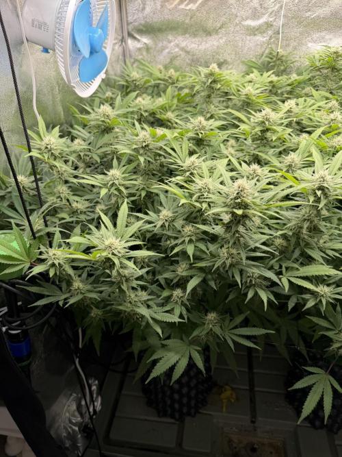 Runtz Muffin 2nd run 1x1. Week 4