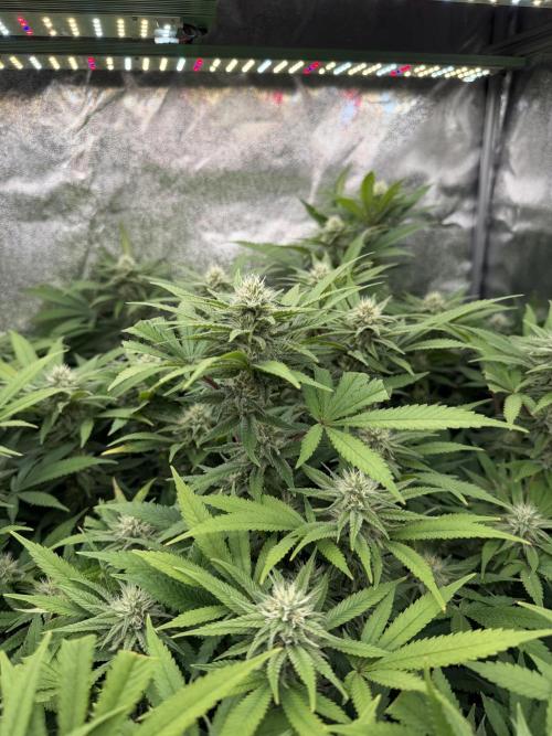 Runtz Muffin 2nd run 1x1. Week 4