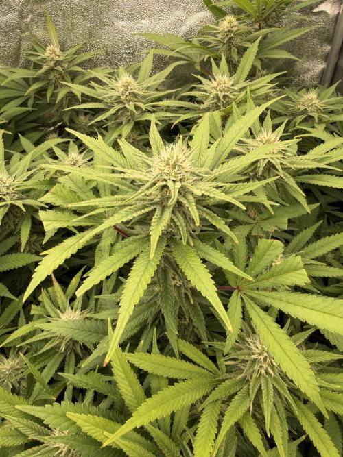 Runtz Muffin 2nd run 1x1. Week 4