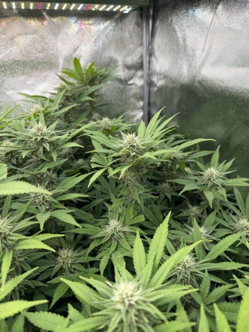 Runtz Muffin 2nd run 1x1. Week 4