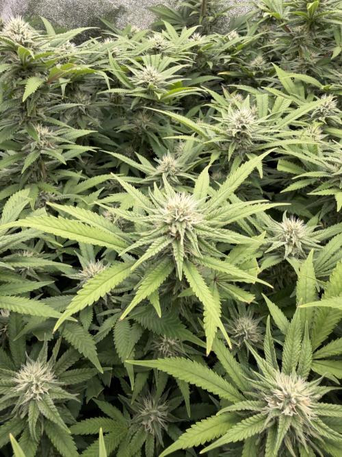 Runtz Muffin 2nd run 1x1. Week 4