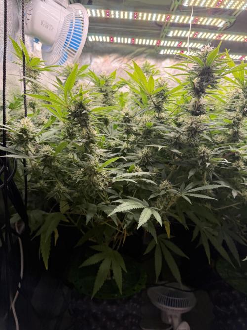 Runtz Muffin 2nd run 1x1. Week 5