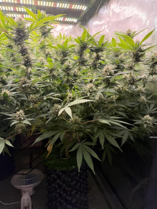 Runtz Muffin 2nd run 1x1. Week 5