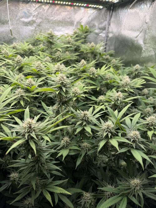 Runtz Muffin 2nd run 1x1. Week 5