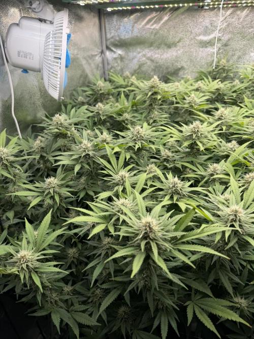 Runtz Muffin 2nd run 1x1. Week 5