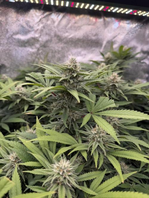 Runtz Muffin 2nd run 1x1. Week 5