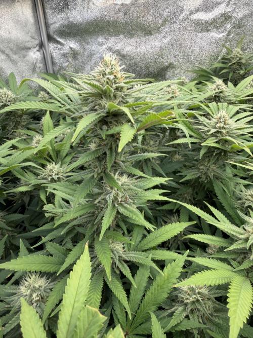 Runtz Muffin 2nd run 1x1. Week 5