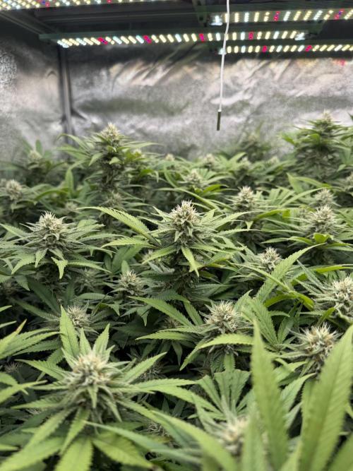 Runtz Muffin 2nd run 1x1. Week 5