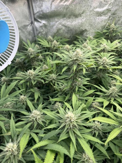 Runtz Muffin 2nd run 1x1. Week 5