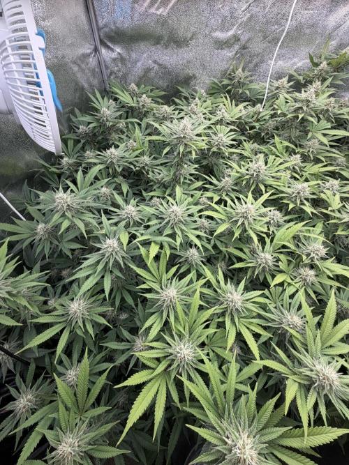 Runtz Muffin 2nd run 1x1. Week 5