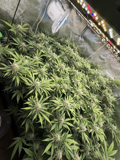 Runtz Muffin 2nd run 1x1. Week 5