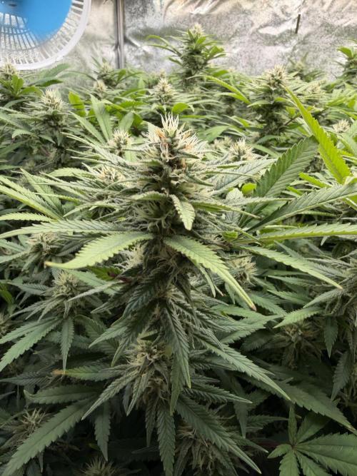 Runtz Muffin 2nd run 1x1. Week 5