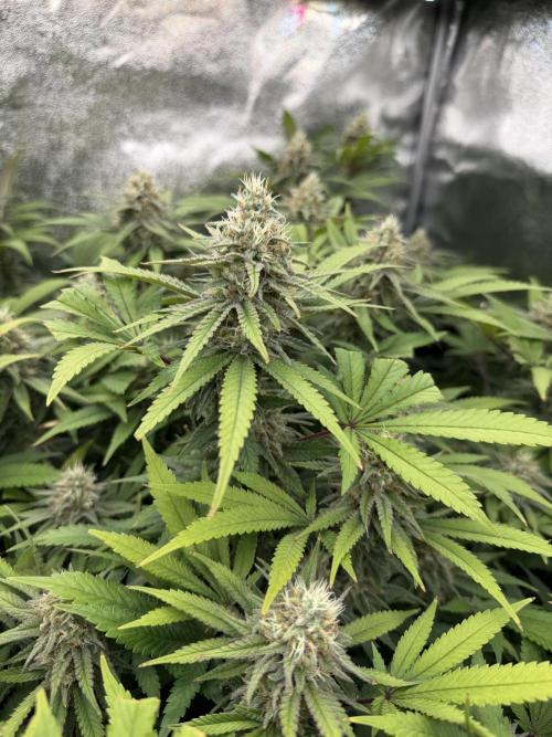 Runtz Muffin 2nd run 1x1. Week 6