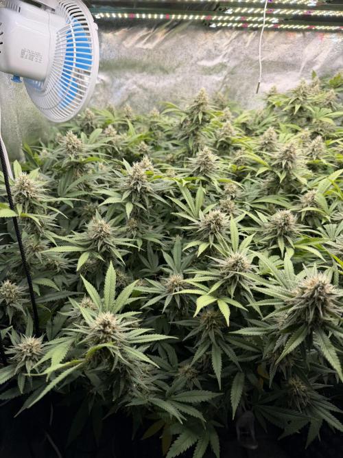 Runtz Muffin 2nd run 1x1. Week 6