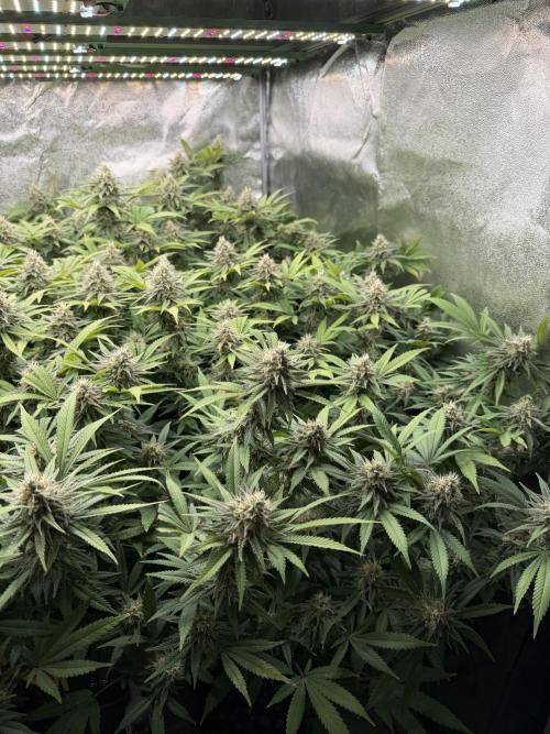 Runtz Muffin 2nd run 1x1. Week 6