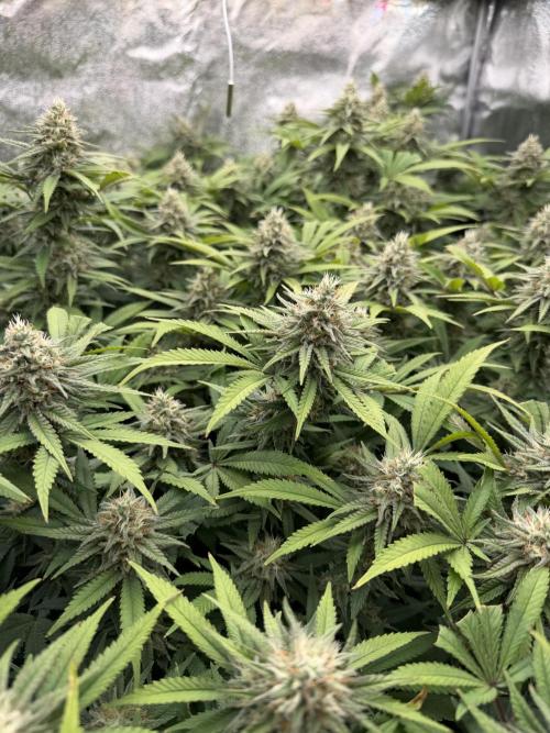 Runtz Muffin 2nd run 1x1. Week 6