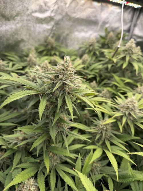 Runtz Muffin 2nd run 1x1. Week 6