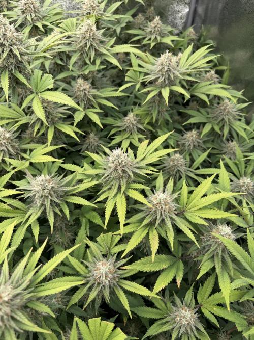 Runtz Muffin 2nd run 1x1. Week 6