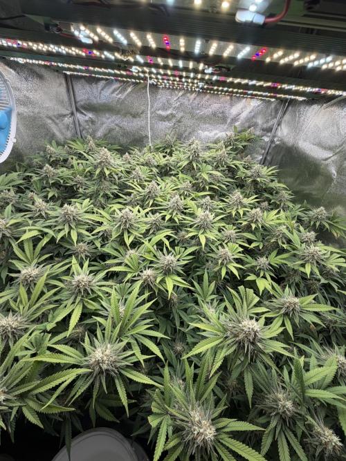 Runtz Muffin 2nd run 1x1. Week 6