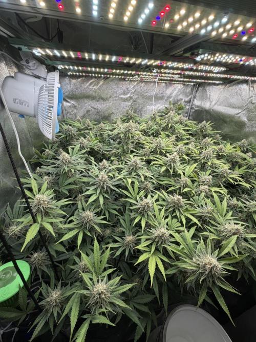 Runtz Muffin 2nd run 1x1. Week 6