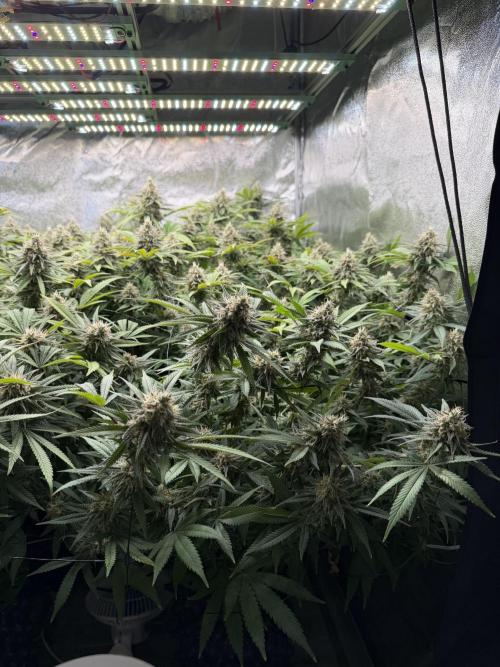 Runtz Muffin 2nd run 1x1. Week 7